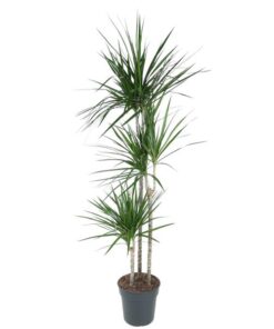 Dracaena Marginata – 160 cm – ø24