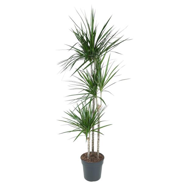 Dracaena Marginata – 160 cm – ø24