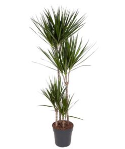 Dracaena Marginata – 160 cm – ø27