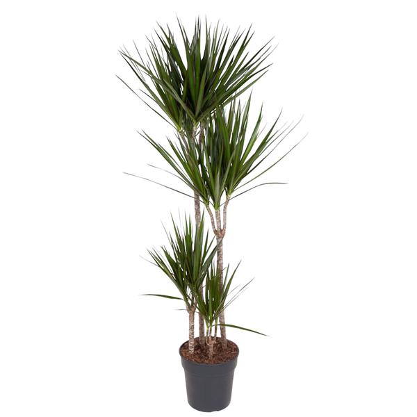 Dracaena Marginata – 160 cm – ø27