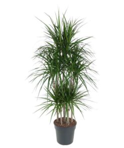 Dracaena Marginata Carrousel – 160 cm – ø31