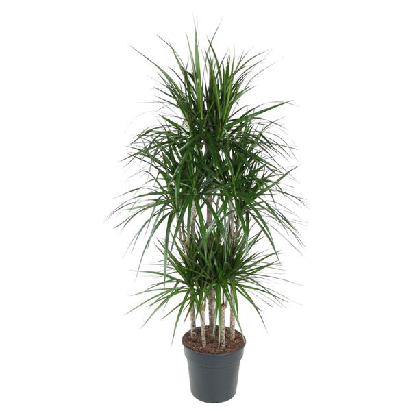 Dracaena Marginata Carrousel – 160 cm – ø31