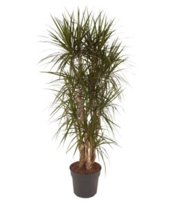 Dracaena Marginata vertakt – 160 cm – ø34