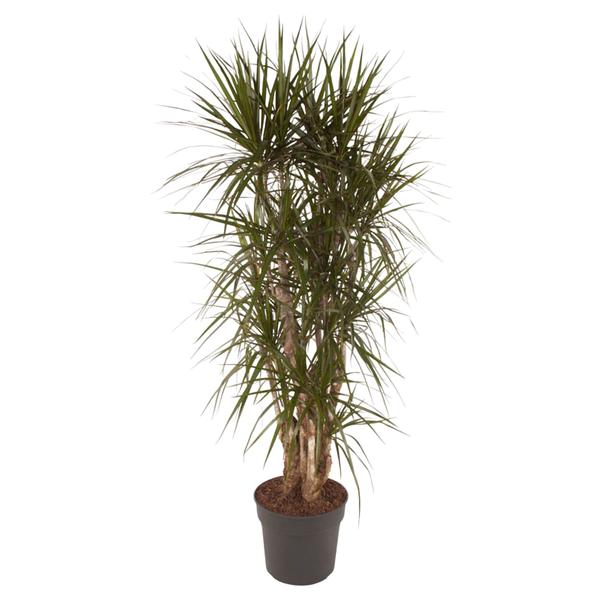 Dracaena Marginata vertakt – 160 cm – ø34