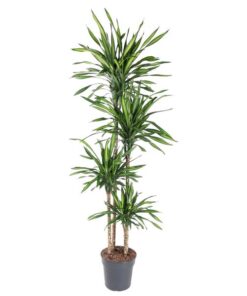 Dracaena Riki – 180 cm – ø27