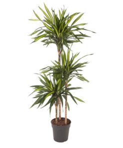 Dracaena Riki – 140 cm – ø24