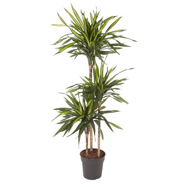 Dracaena Riki – 140 cm – ø24