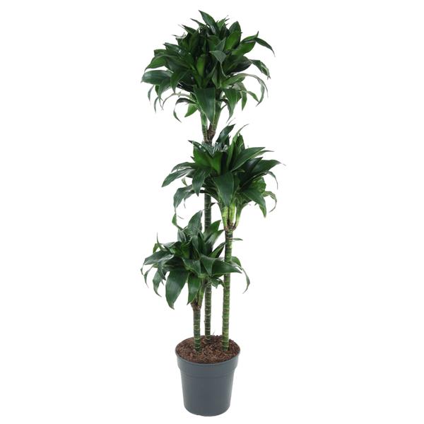 Dracaena Tatuade – 140 cm – ø24