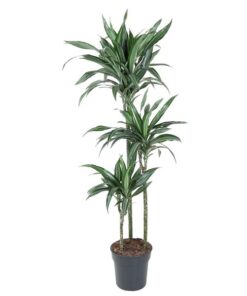 Dracaena Ulises – 150 cm – ø24