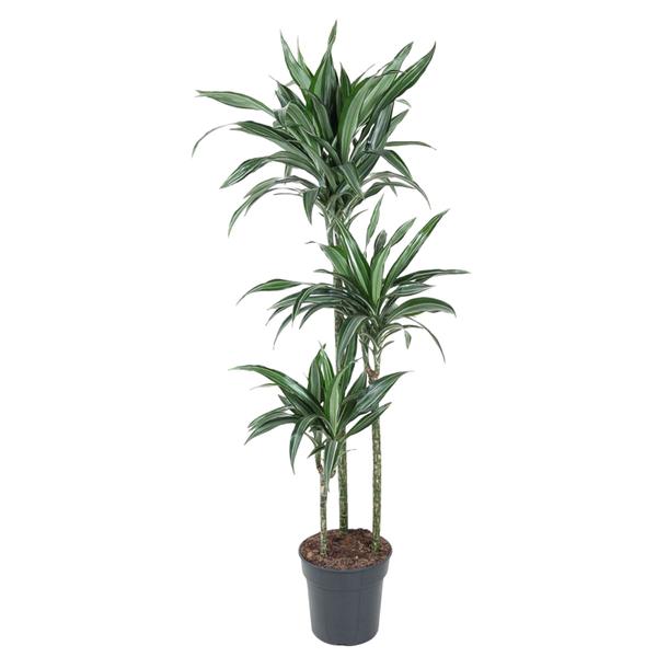 Dracaena Ulises – 150 cm – ø24