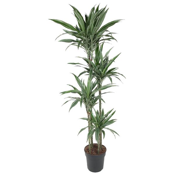 Dracaena Warneckei – 190 cm – ø27