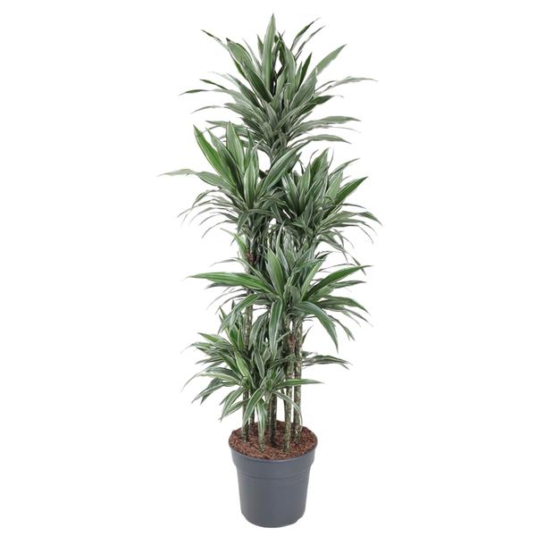 Dracaena Warneckei Carrousel – 180 cm – ø34