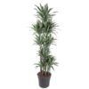 Dracaena Warneckei Carrousel – 210 cm – ø41