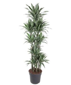 Dracaena Warneckei Carrousel – 210 cm – ø41