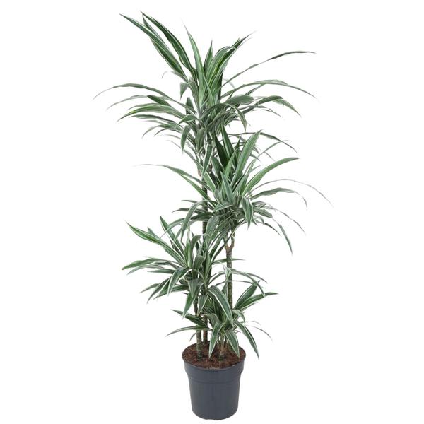 Dracaena Warneckei – 150 cm – ø24