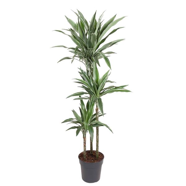 Dracaena Warneckei – 140 cm – ø27