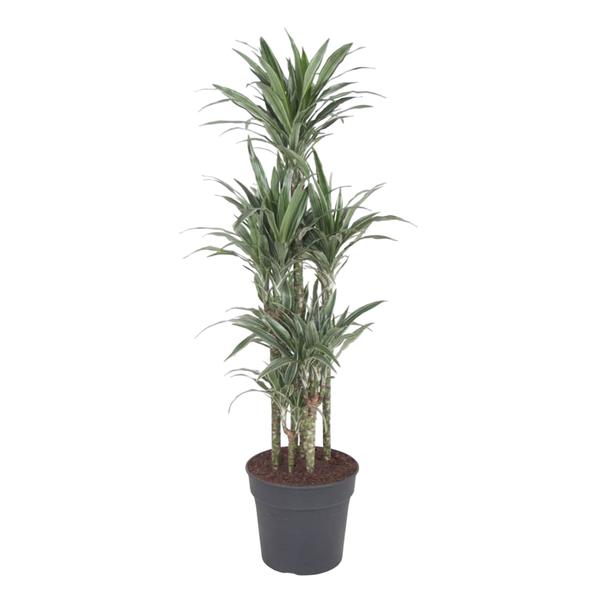 Dracaena Warneckei Carrousel – 140 cm – ø31