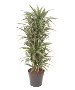 Dracaena Warneckei vertakt – 140 cm – ø31