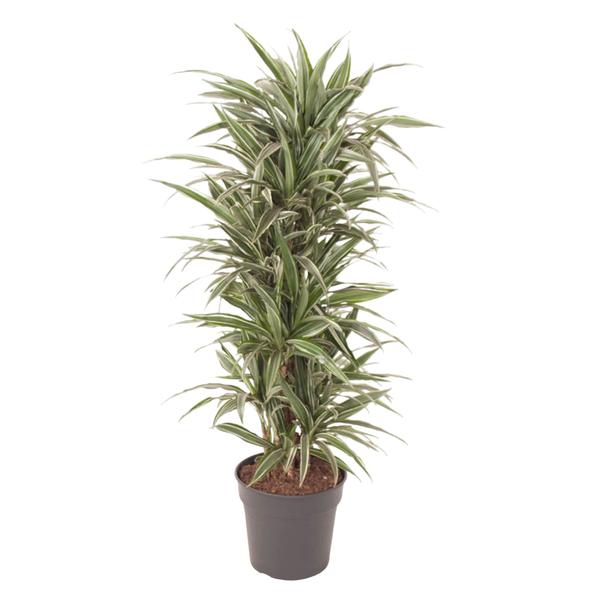 Dracaena Warneckei vertakt – 140 cm – ø31