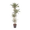 Dracaena White Stripe – 170 cm – ø27