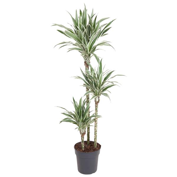 Dracaena White Stripe – 150 cm – ø24