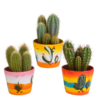 Cereus-Mischung 10,5 cm – 3x – in mexikanischen Töpfen