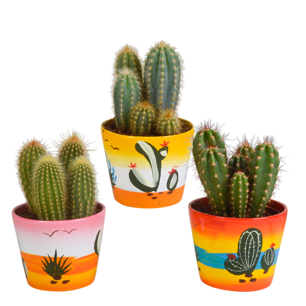 Cereus-Mischung 10,5 cm – 3x – in mexikanischen Töpfen