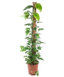 Epipremnum Pinnatum Mosstok – 150 cm – ø27