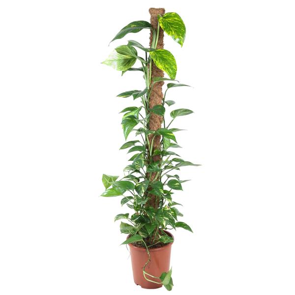 Epipremnum Pinnatum Mosstok – 150 cm – ø27