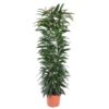 Ficus Alii King zuil – 150 cm – ø29