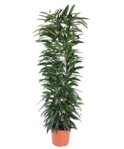 Ficus Alii King zuil – 150 cm – ø29