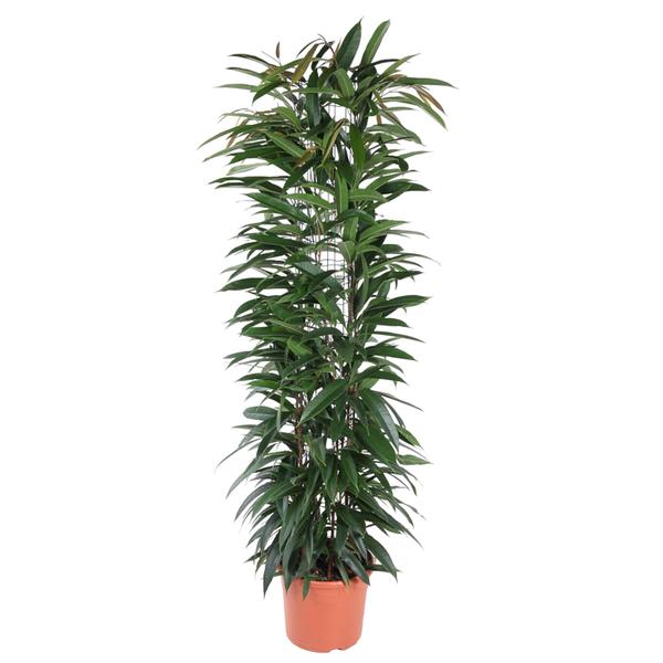 Ficus Alii King zuil – 150 cm – ø29