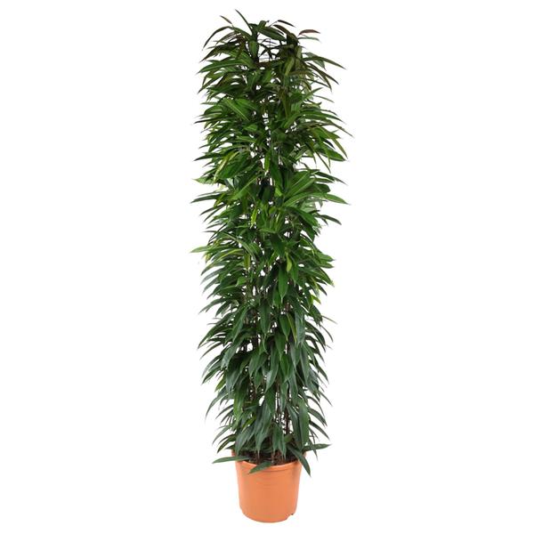 Ficus Alii King zuil – 200 cm – ø35