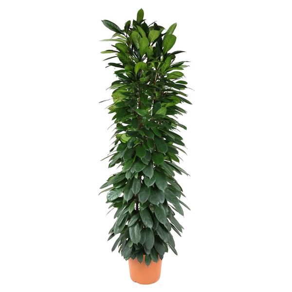 Ficus Cyatistipula zuil – 200 cm – ø35