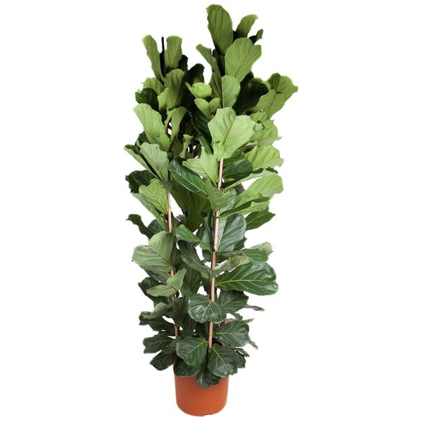 Ficus Lyrata struik – 250 cm – ø48