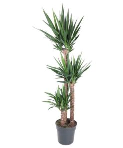 Yucca Elephantipe – 170 cm – ø31