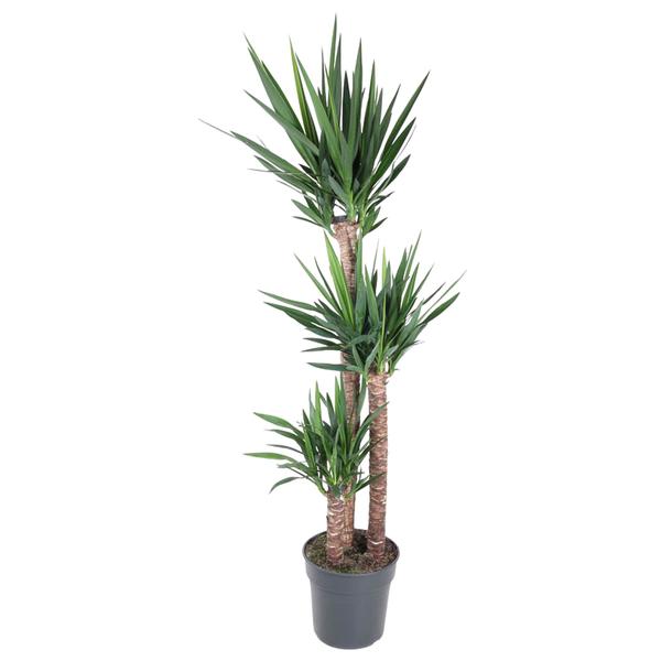 Yucca Elephantipe – 170 cm – ø31