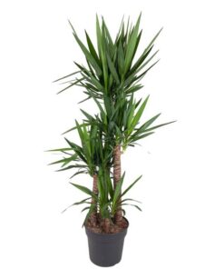 Yucca Elephantipe – 180 cm – ø34