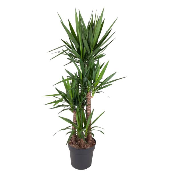 Yucca Elephantipe – 180 cm – ø34