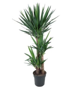 Yucca Elephantipe – 140 cm – ø27