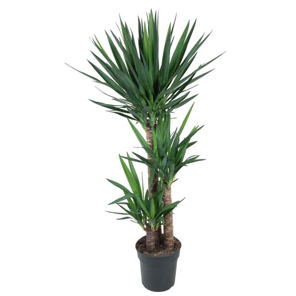 Yucca Elephantipe – 140 cm – ø27