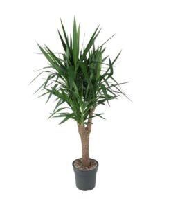 Yucca Elephantipe vertakt – 150 cm – ø31