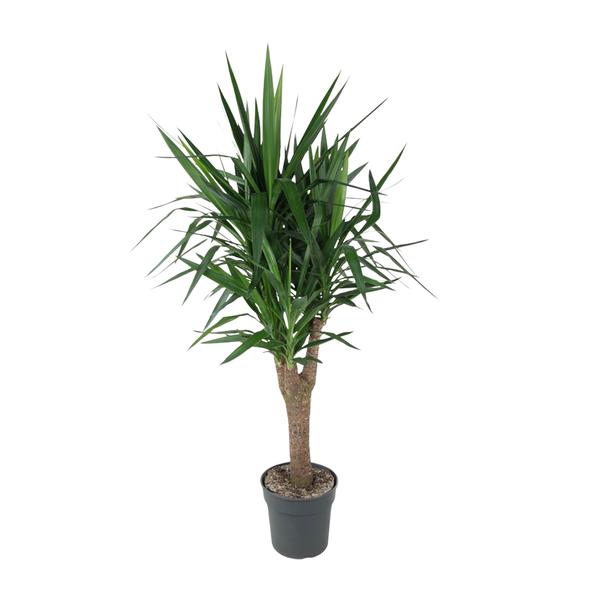 Yucca Elephantipe vertakt – 150 cm – ø31