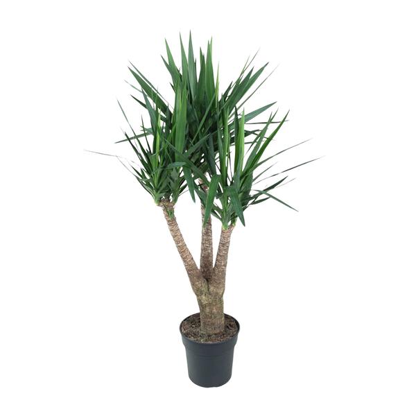 Yucca Elephantipe vertakt – 150 cm – ø31