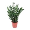 Zamioculcas Zamiifolia – 100 cm – ø27