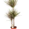 Dracaena Bicolor – 120 cm hoog – 21 cm