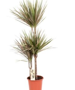 Dracaena Bicolor – 120 cm hoog – 21 cm