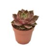 Echeveria Samba – Ø8,5cm – ↕14cm