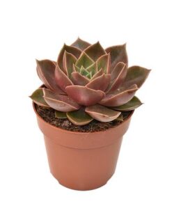 Echeveria Samba – Ø8,5cm – ↕14cm