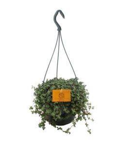 Pilea Glauca 15cm HP – Ø15cm – ↕25cm